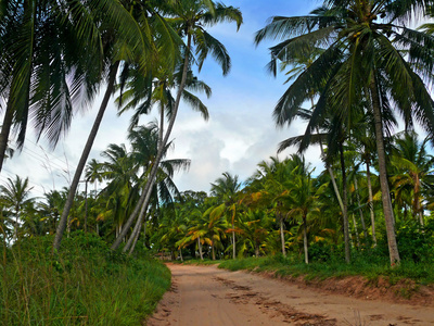 在通过的棕榈树林的道路。非洲坦桑尼亚