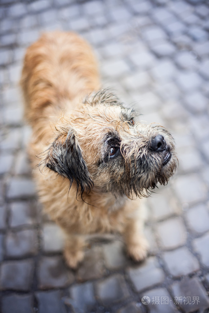 流浪狗在鹅卵石上照片-正版商用图片1fc7jd-摄图新视界