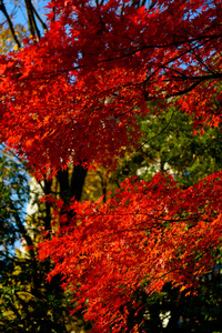 koishikawa 乐园在秋天在东京