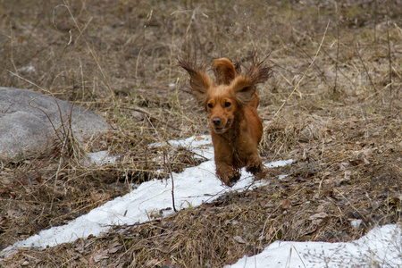 可卡犬