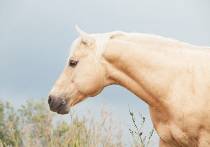 quarterhorse 品种的帕洛米诺种马的肖像