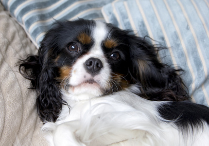 骑士猎犬