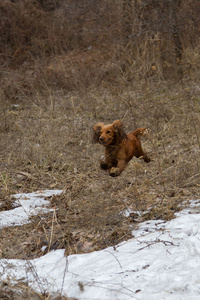 可卡犬