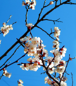 春暖花开樱花樱花在蓝蓝的天空