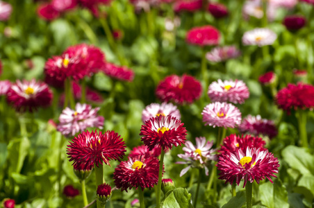 花草甸特写