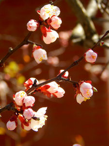 春暖花开樱花樱花在蓝蓝的天空