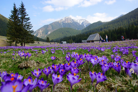 番红花在 chocholowska 山谷，越过 tatra 山脉，波兰