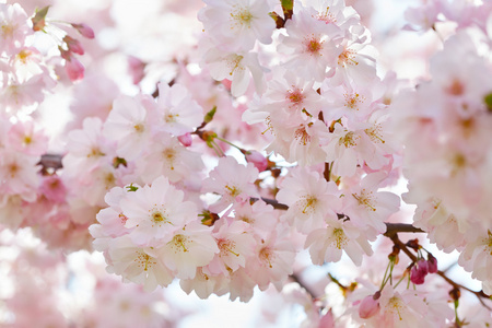 春天背景与粉红色的花朵，在树枝上