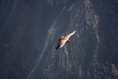 秃鹰飞越南美洲秘鲁的科尔卡大峡谷