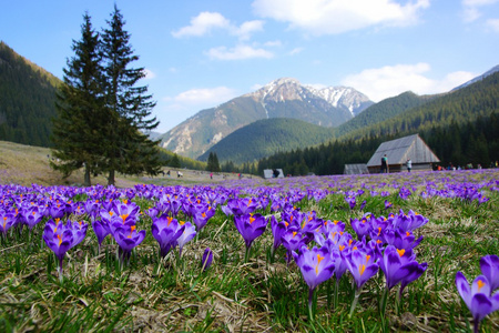 番红花在 chocholowska 山谷，越过 tatra 山脉，波兰