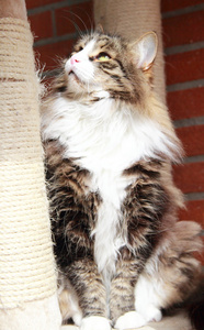 雄性的西伯利亚猫，棕色白色地下版本