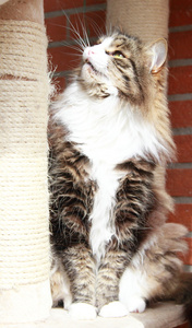 雄性的西伯利亚猫，棕色白色地下版本