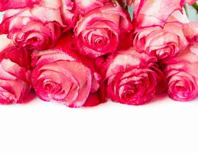 新鲜的粉红玫瑰，白的