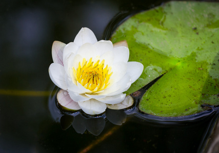 水莉莉