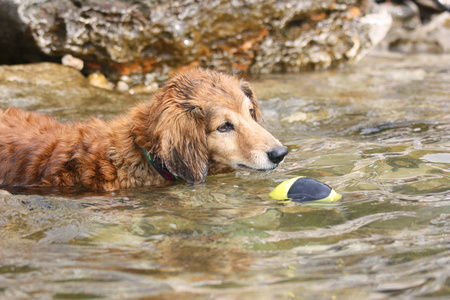 腊肠犬在海里玩