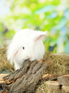 干草，对自然背景上的白色可爱的兔子