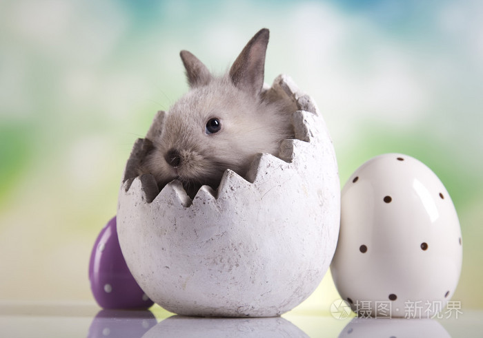 复活节兔子蛋