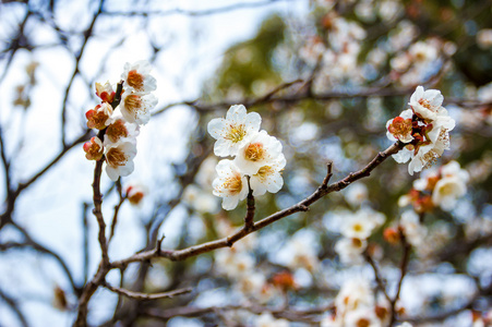 日本寺庙的 ume 花