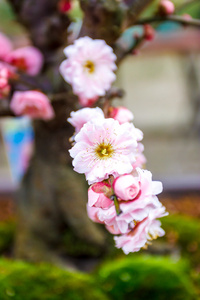 日本寺庙的 ume 花