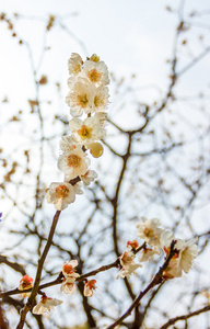 日本寺庙的 ume 花