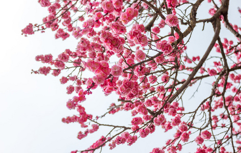 日本寺庙的 ume 花