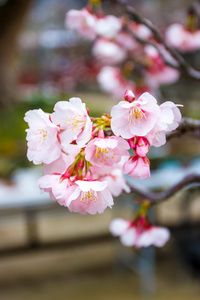 日本寺庙的 ume 花