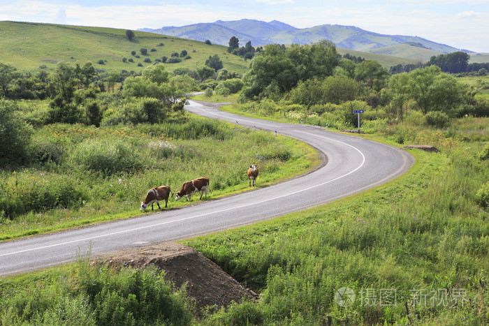 奶牛在阿尔泰山的道路上