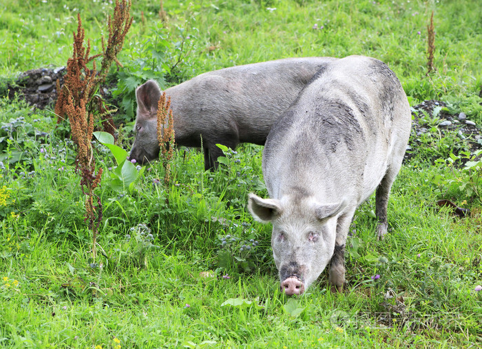 灰色的国内猪和小牛
