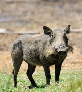 沙漠疣猪图片