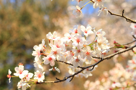 日本樱花樱花树或在日本樱花