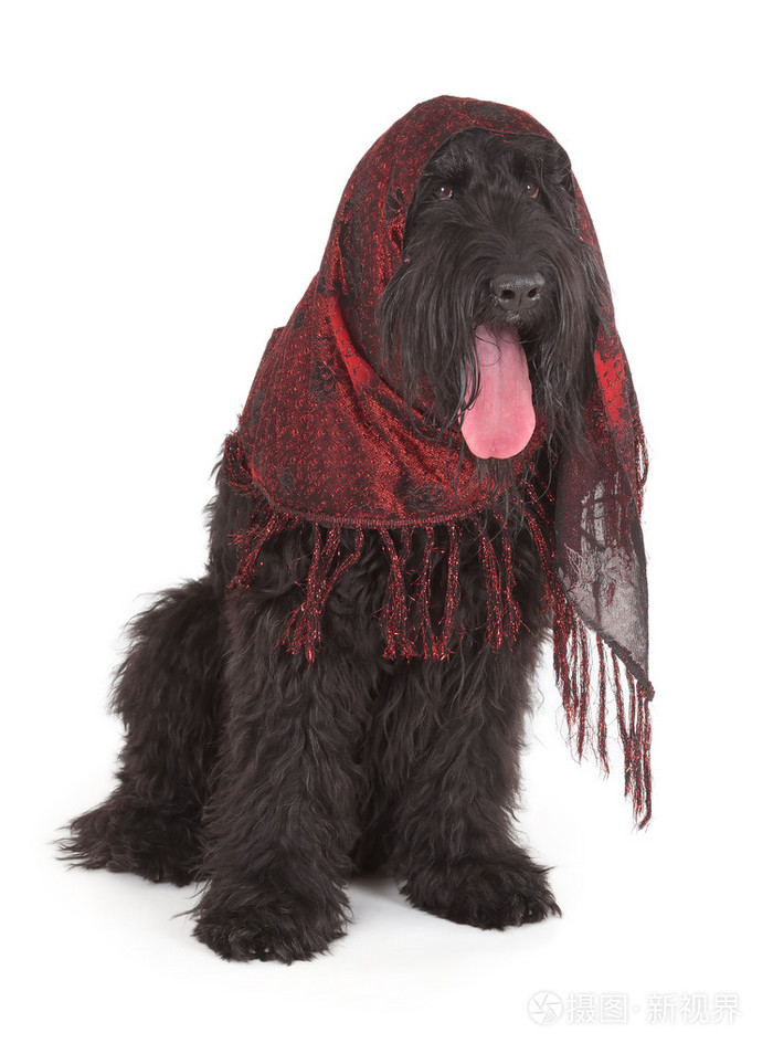 俄罗斯黑梗brt或斯大林狗