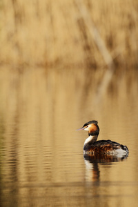 大朱鹮鷉，podiceps cristatus