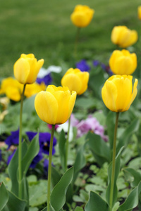 黄色的郁金香花圃春的季节