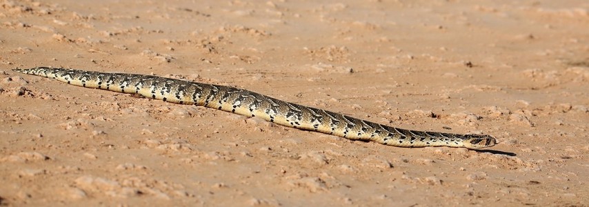 puffader 蛇爬行动物