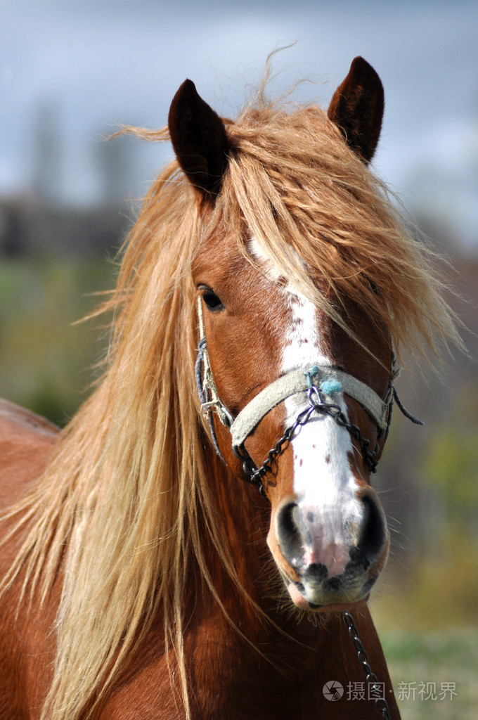 一匹骏马的写照