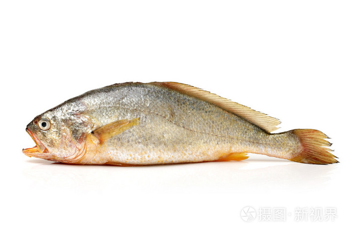 黄花鱼鱼照片 正版商用图片1fcn7t 摄图新视界 黄花鱼鱼照片 正版商用图片1fcn7t 摄图新视界