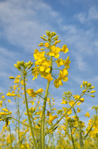 开花油菜