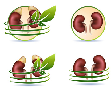 伟大的人类肾脏保健符号的集合