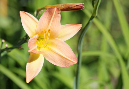 百合花