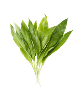 野生的 ramson，分离出的一堆