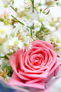 玫瑰花朵和花瓣背景