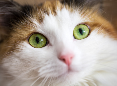 一只绿猫眼睛的特写