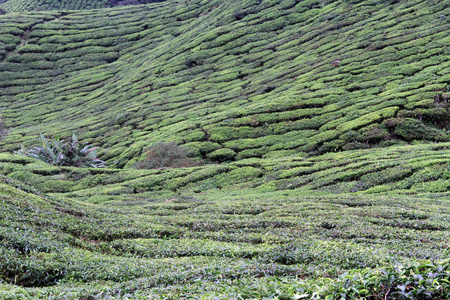 棕榈树和茶