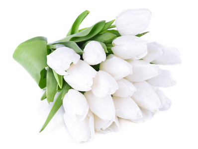 束美丽的孤立的白色衬底上的白色郁金香