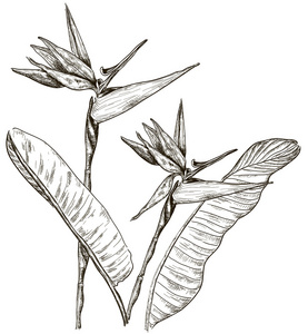 在白色背景上查出的天堂鸟和兰花的逼真的手绘.向量例证艺术.