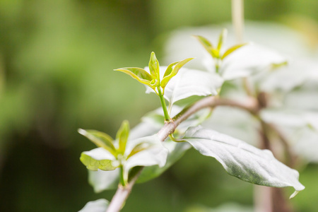 年轻的植物