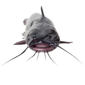 叉尾鱼叉尾鮰照片