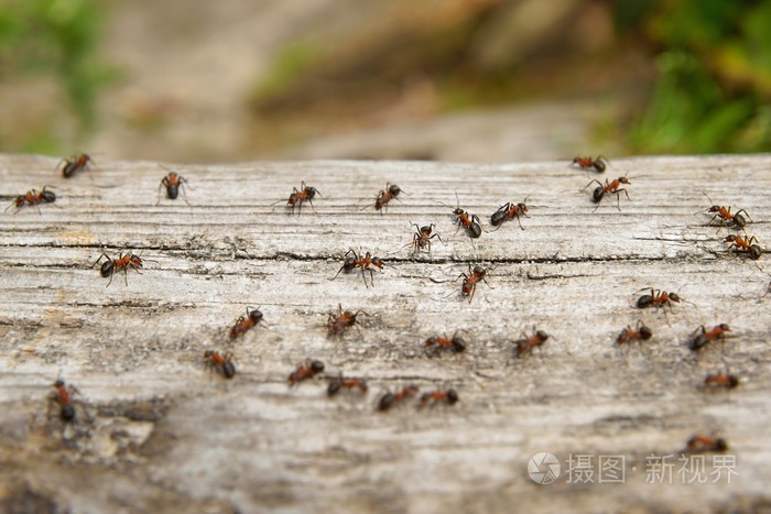 蚂蚁棕色林蚁也被称为红色木蚁南部的木蚁或马蚂蚁是北方的一员上一根