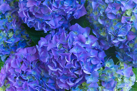 蓝色的霍滕西亚花