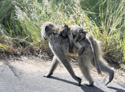 年幼的婴儿在母亲的背上的猴子